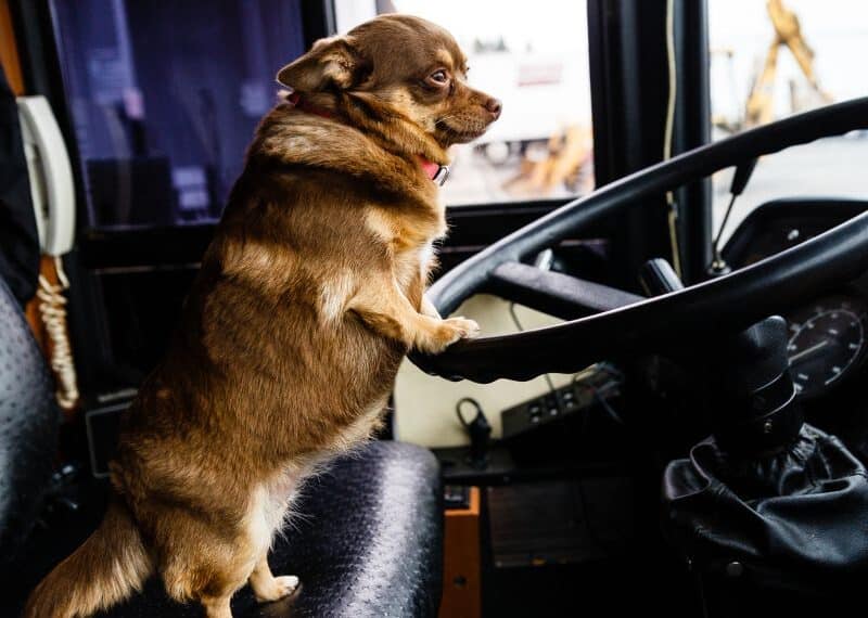 dog driving big rig